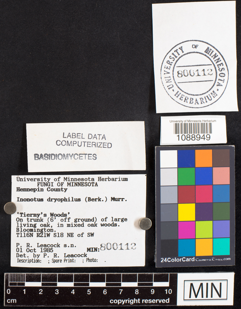 Inonotus dryophilus image