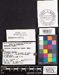 Media resource of Inonotus dryophilus