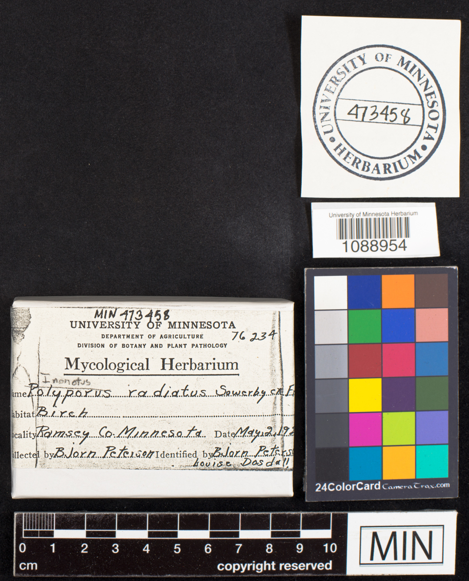 Mensularia radiata image