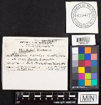 Mensularia radiata image