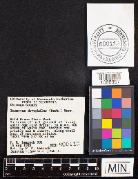 Inonotus dryophilus image