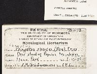 Inonotus rheades image