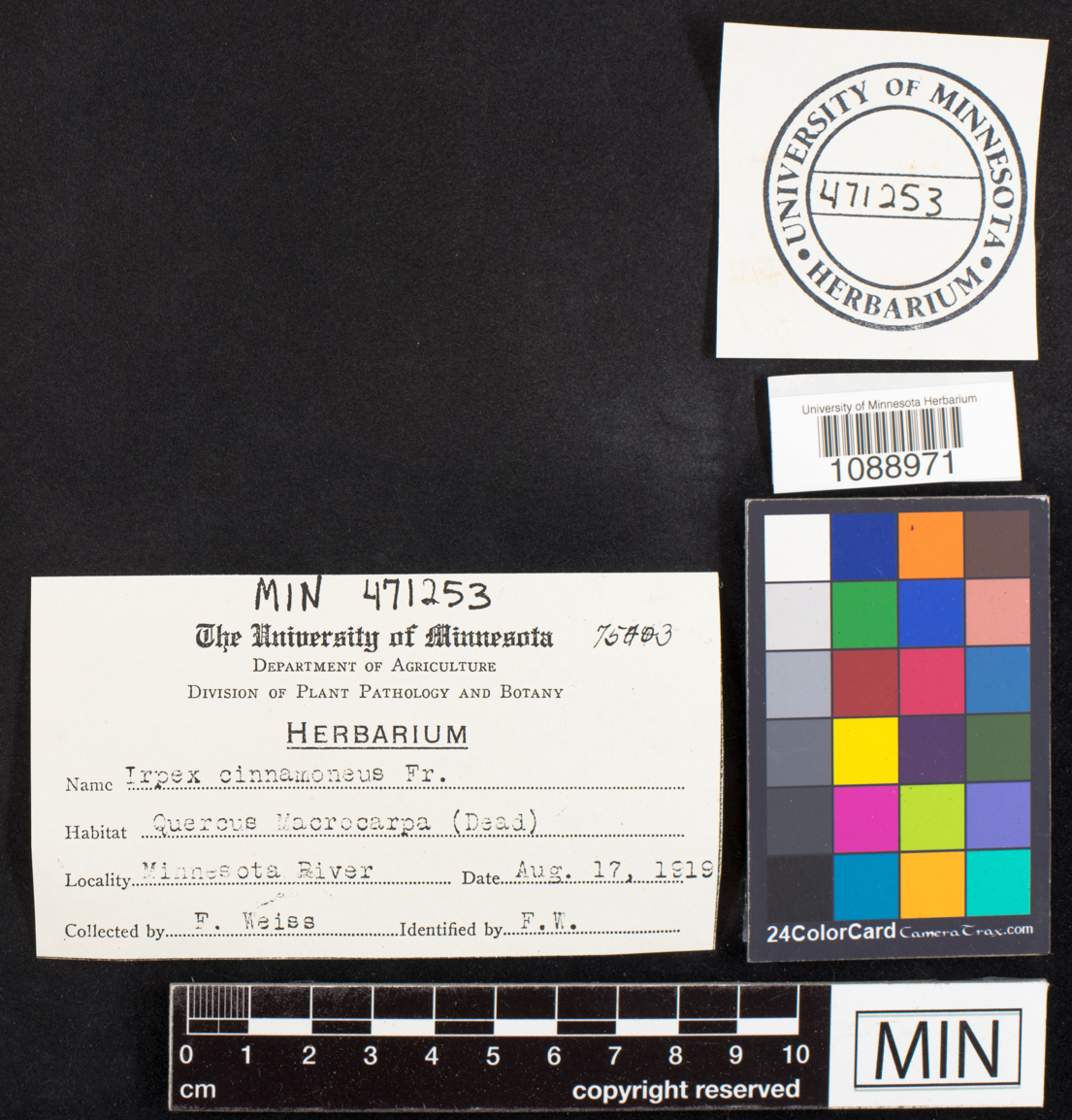 Irpex cinnamomeus image