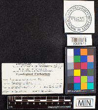 Irpex cinnamomeus image