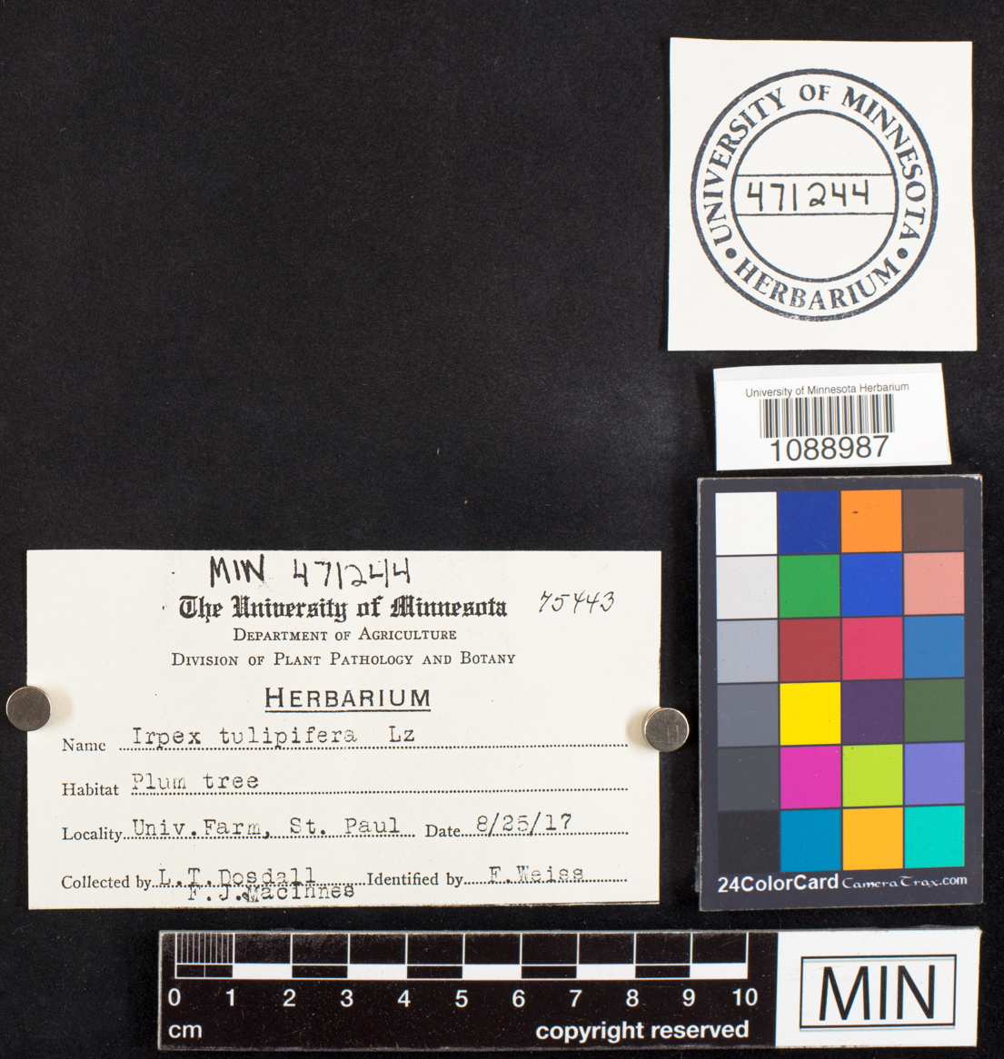 Irpex tulipiferae image