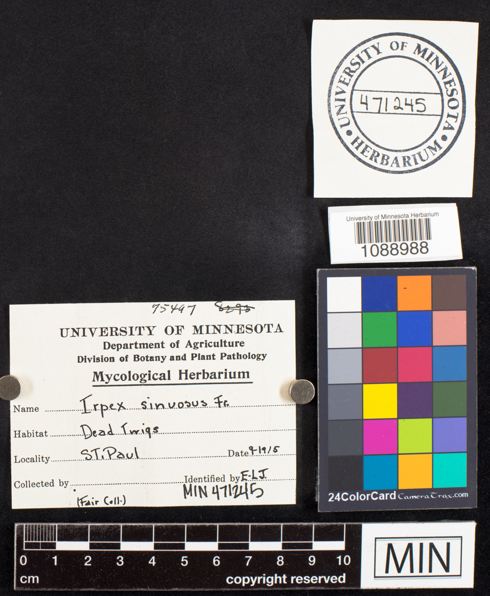 Irpex sinuosus image