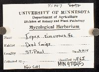 Irpex sinuosus image