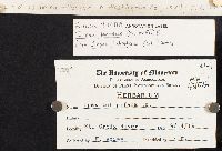 Irpex tulipiferae image