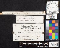 Irpex tulipiferae image