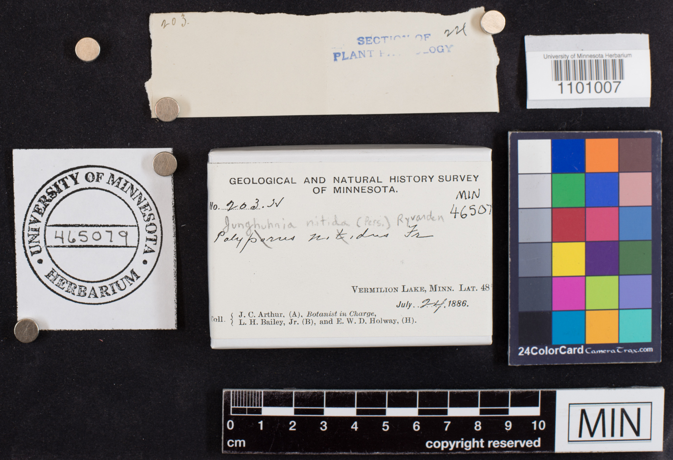 Polyporus nitidus image