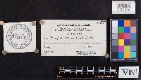 Ischnoderma resinosum image