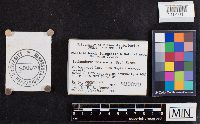 Ischnoderma resinosum image