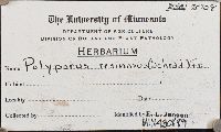 Ischnoderma resinosum image