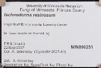 Ischnoderma resinosum image