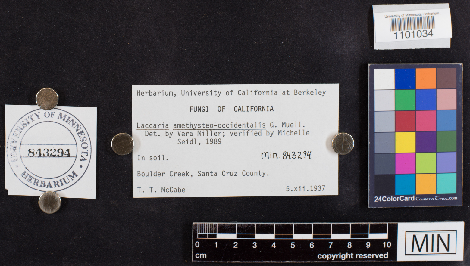 Laccaria amethysteo-occidentalis image