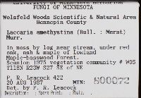 Laccaria amethystea image