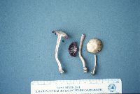 Laccaria amethystina image