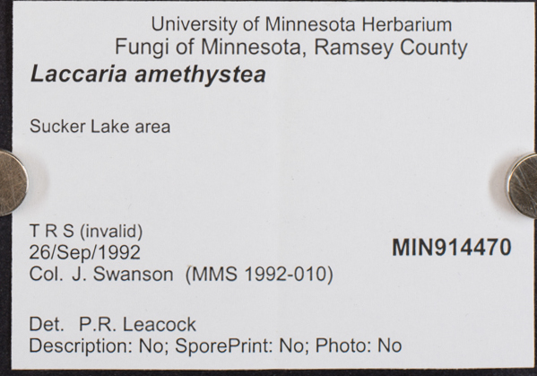 Laccaria amethystea image