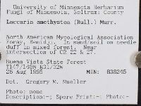 Laccaria amethystea image