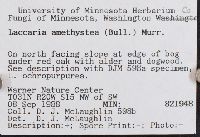 Laccaria amethystea image