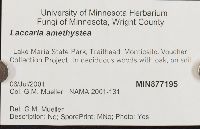 Laccaria amethystea image