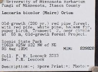 Laccaria bicolor image