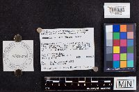 Laccaria bicolor image