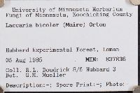 Laccaria bicolor image