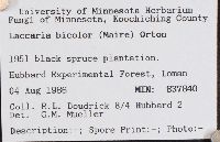 Laccaria bicolor image