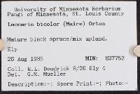 Laccaria bicolor image