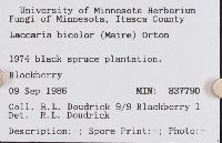 Laccaria bicolor image