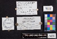 Laccaria bicolor image