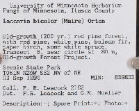 Laccaria bicolor image