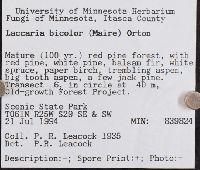 Laccaria bicolor image