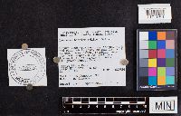 Laccaria bicolor image