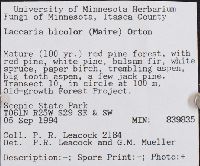 Laccaria bicolor image