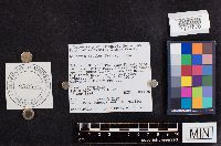 Laccaria bicolor image