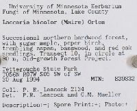 Laccaria bicolor image