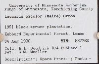 Laccaria bicolor image