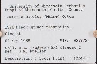 Laccaria bicolor image