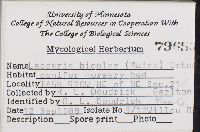 Laccaria bicolor image