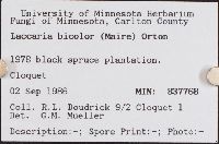 Laccaria bicolor image