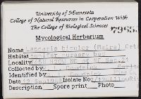 Laccaria bicolor image