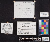 Laccaria bicolor image