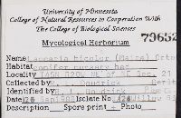 Laccaria bicolor image