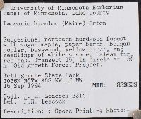 Laccaria bicolor image