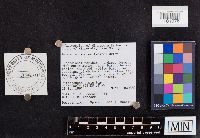 Laccaria bicolor image
