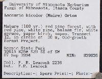 Laccaria bicolor image