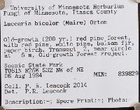 Laccaria bicolor image