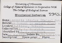 Laccaria bicolor image